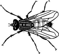 Macro image of a fly on a book page