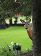 impressively beautiful Deer Woods Animal