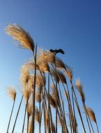 Heron flying over the beautiful yellow reed plants at blue sky background