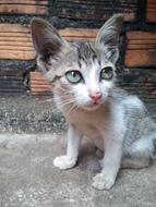 goodly Physician Tabby