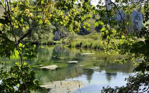 beautiful river near the trees
