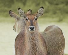 Waterbuck Kruger Wildlife