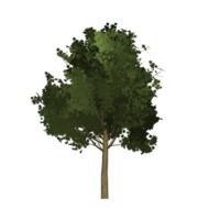 green tree model