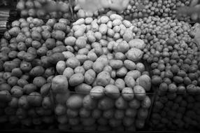 black and white picture of the potato harvest