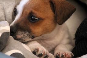 cute sleeping puppy