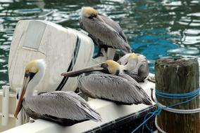 Beautiful and colorful pelicans on the board on water