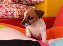 cute white and brown Puppy dog indoor