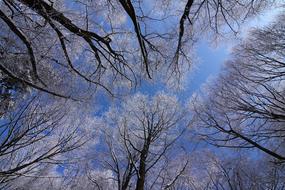 Trees Winter Snow Blue