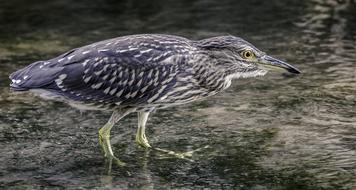 macro photo of a wild heron
