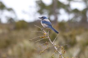 Florida Scrub Jay Bird