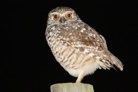 goodly Owl Bird Perched Fence
