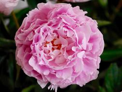 blooming pink open bud