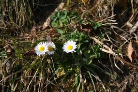 Spring Daisy Harbinger Of