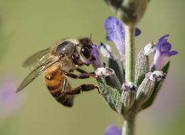 goodly Bee Honeybee