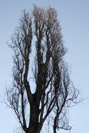 Poplar Tree Branches Sky