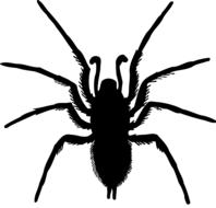 drawn black spider on a page in a book