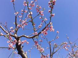 Peach Flowers Tree