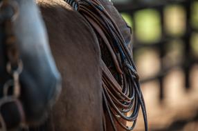 Horse Farm Field