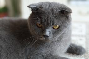 British shorthair Cat resting