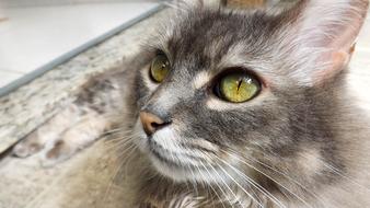 Cute, beautiful and colorful, hairy cat with colorful eyes