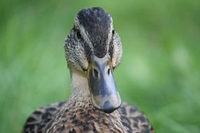 macro photo of the head of a wild duck