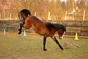 Horse Buck Jump Thoroughbred