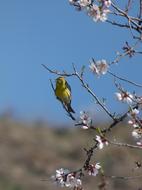 European Serin Bird