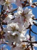 Almond Tree In Blossom Flowers