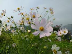 In Autumn Cosmos Field