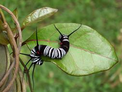 White, black and orange striped horned Caterpillar on a leaf