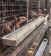 caged birds