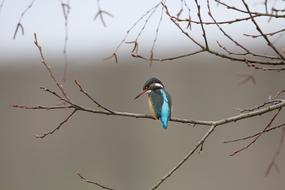 goodly Birds Kingfisher