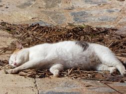 goodly Cat Sleep