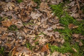 Leaves Brown Color