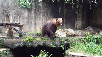 Bear Zoo