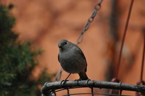 small grey Bird staring