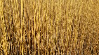 Reed Schilfrohrgewaechs Phragmites