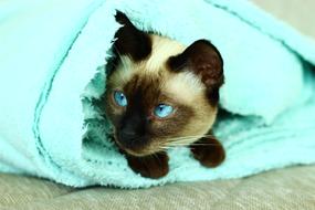 Siamese Cat Turquoise