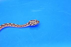 Snake on blue surface