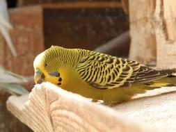 yellow and grey Parakeet with Corrugated plumage
