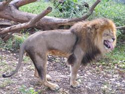 Lion with Funny Face in zoo