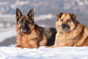 Dogs Winter Snow