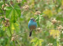 goodly Bird Ethiopia