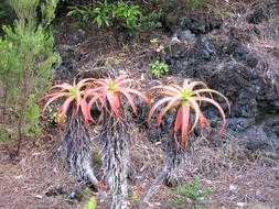 Plant Nature