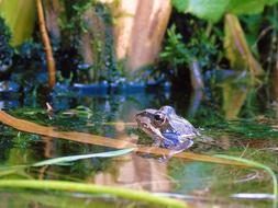 perfect Frog Pond