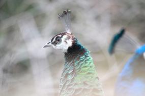 green blue Peacock heads