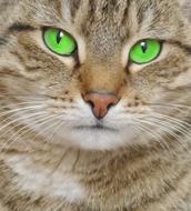 Cat Green Eyes face