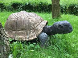 garden sculpture of a turtle in the grass