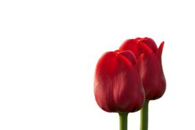 two rosebuds on a white background