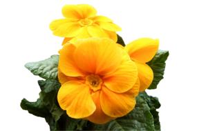 primrose yellow flowers cowslip